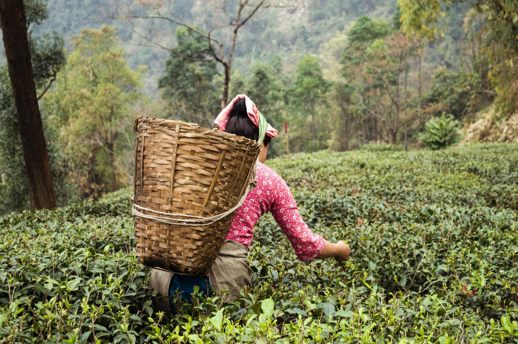 Why you should opt for Darjeeling Tea - Benefits