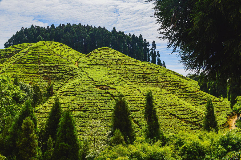 Darjeeling: A cup of tea from the mountains, brewed in culture, conversations and memories.