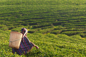 Darjeeling Loose Leaf Tea 